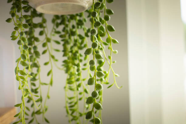 Senecio rowleyanus house Plant (string of pearls) branches and leaves. stock photo
