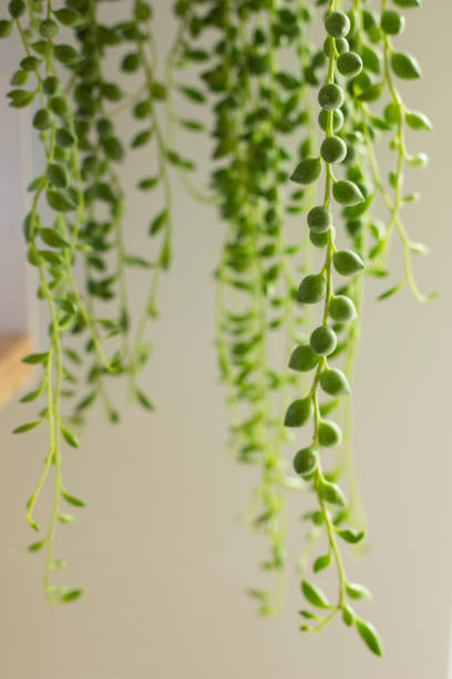 istock Senecio rowleyanus house Plant (string of pearls) branches and leaves. 1248801894