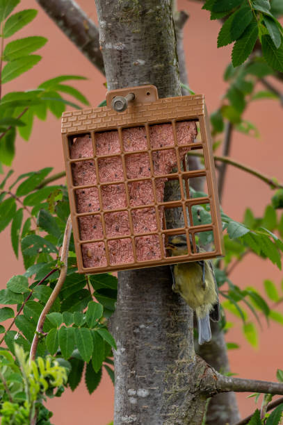 istock Fledgeling bluetit on garden suet bird feeder 1248801978
