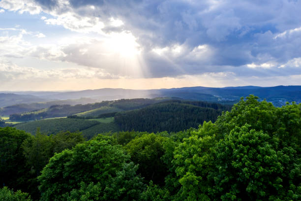 a forest landscape in the evening from above