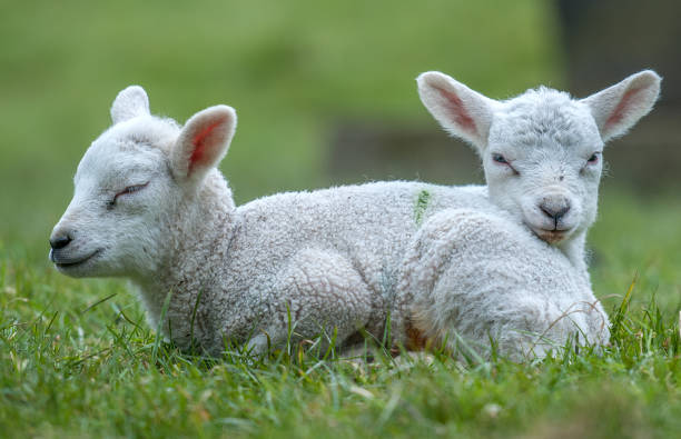istock 2 headed lamb in bath england 1248803212