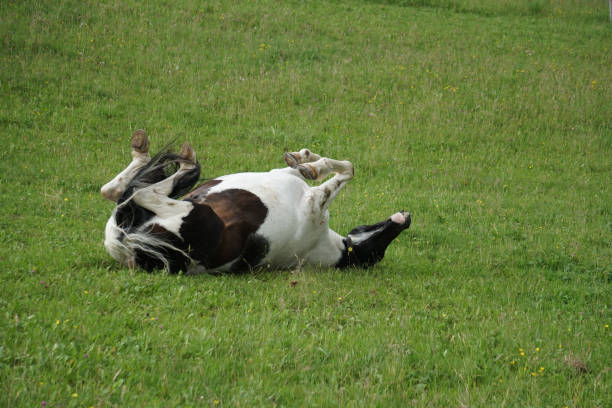 istock Cute horse rolls through grass in open pasture 1248804618