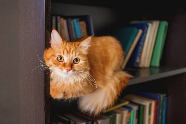 istock Cute ginger cat lying on bookshelf. Fluffy pet staring in camera from bookcase shelf. Funny animal among books. Cozy home. 1248804796