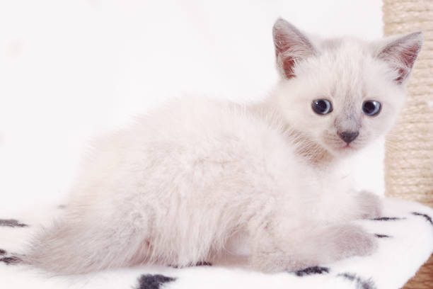 istock A little tired sad Thai kitten relaxes on the game complex for cats 1248804999