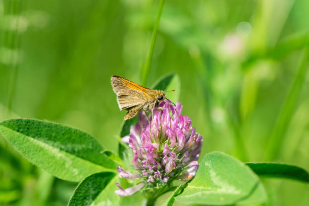 istock Tawny Edged Skipper Feeding on Red Clover Flowers 1248805862
