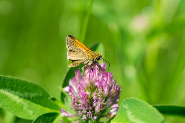 istock Tawny Edged Skipper Feeding on Red Clover Flowers 1248805867