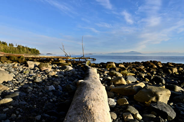 istock Driftwood Along the Coastline 1248807435