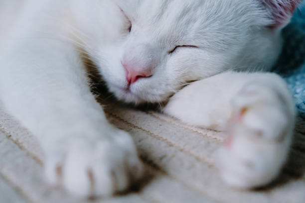 istock white cat is sleeping on the beige coach with blue plaid. selective focus. 1248807465
