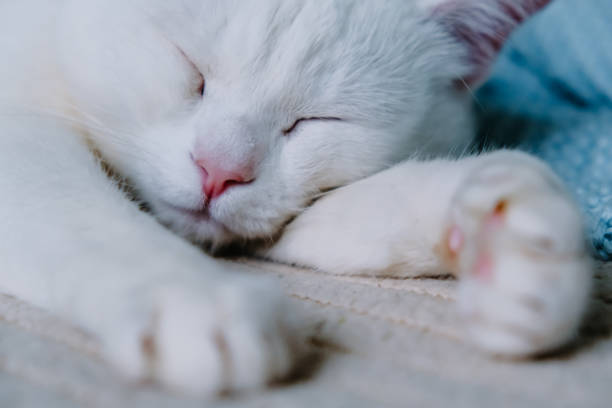 istock white cat is sleeping on the beige coach with blue plaid. selective focus. 1248807469