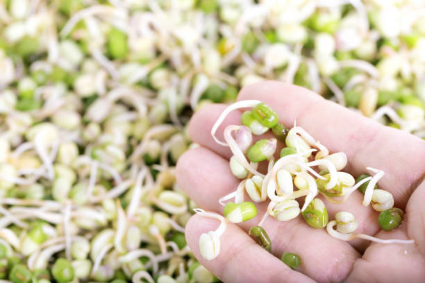 Young sprout in hand macro on background of microgreen texture, superfood