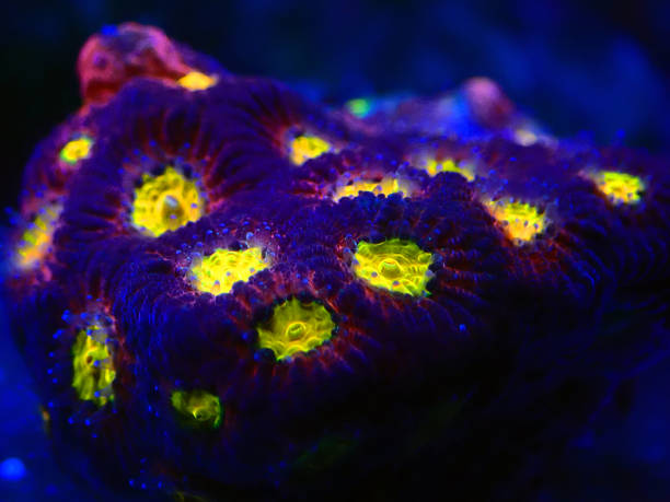 istock Favia reef-building stony coral - Faviidae sp. 1248807736
