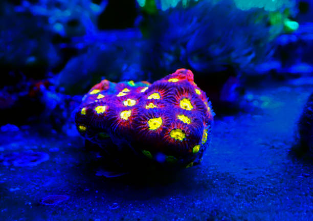 istock Favia reef-building stony coral - Faviidae sp. 1248807739
