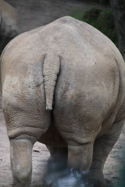 istock backside of rhino 1248808557