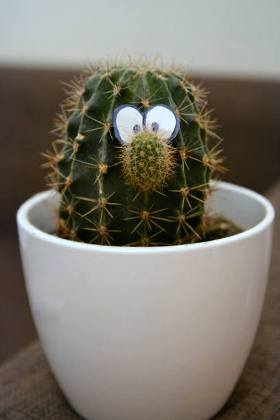 funny cactus with nose and eyes in white flower pot - cheerful cactus imagens e fotografias de stock