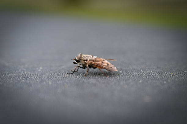 istock Side View of a Common housefly 1248810494
