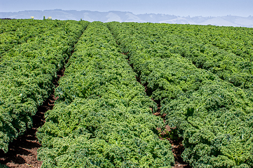 Field of organic curly kale growing in the fertile soil of the Central California Coast.\n\nTaken in Watsonville, California, USA.