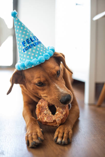 istock Dog elebrating birthday with cake 1248811199
