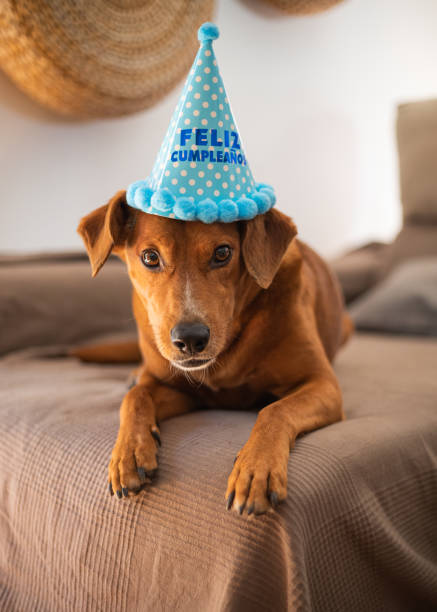 istock Dog elebrating birthday with cake 1248811207
