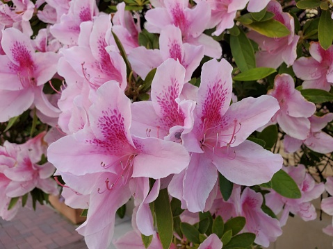Close-up of pink and purple flowers in garden, April 23, 2020