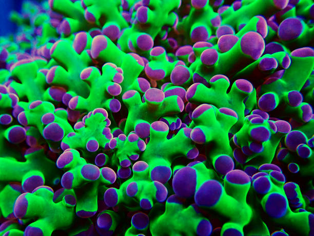 istock Amazing colorful Euphyllia chevrona aka Frogspawn LPS coral 1248812100