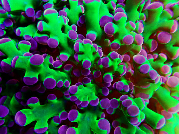 istock Amazing colorful Euphyllia chevrona aka Frogspawn LPS coral 1248812104