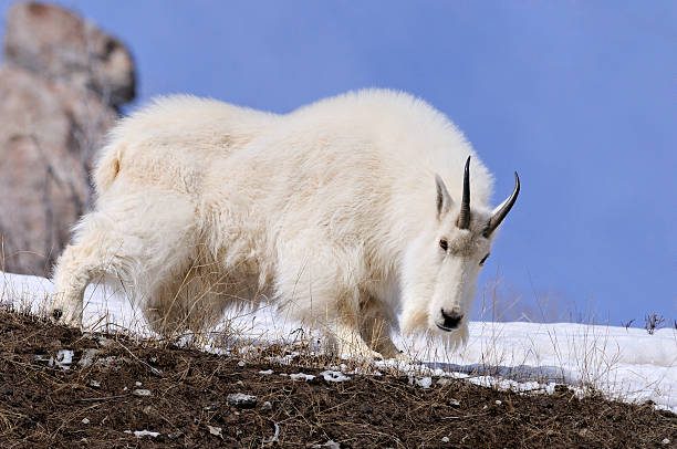 istock Mountain Goat Dressed In His Heavy Winter Coat 124881240