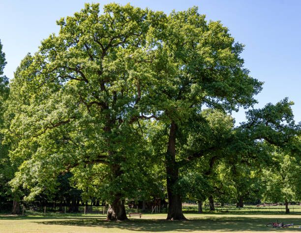 istock Trees in the Deer Park (Hirschpark) in Hamburg Blankenese 1248812856