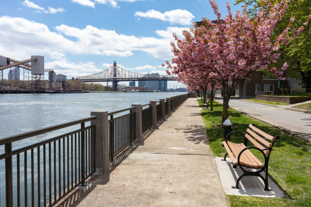 istock Empty Riverfront along the East River on Roosevelt Island with Pink Cherry Blossom Trees and a Bench during Spring in New York City 1248813841