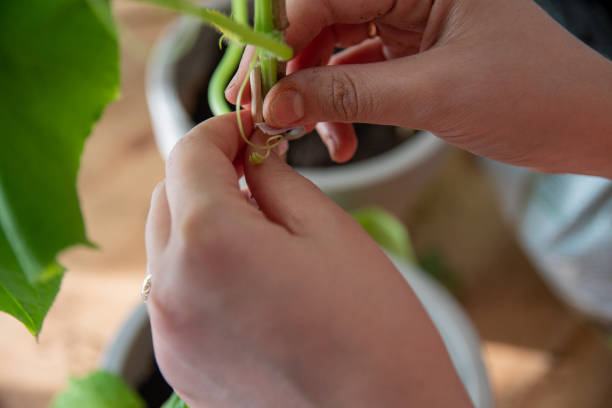 istock Staking cucumber plant. Home gardening concept. 1248813861