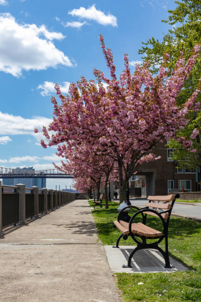 Empty Riverfront along the East River on Roosevelt Island with Pink Cherry Blossom Trees and a Bench during Spring in New York City The empty riverfront along the East River on Roosevelt Island with flowering pink cherry blossom trees and a wood bench during spring in New York City with the Queensboro Bridge in the background roosevelt island stock pictures, royalty-free photos & images