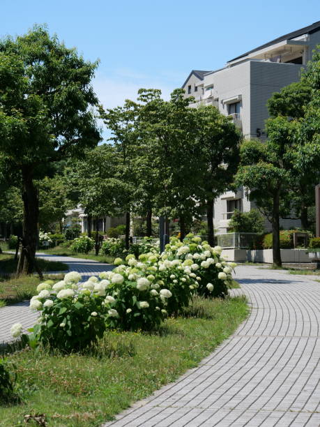 istock Tokyo,Japan-June 10, 2020: Smooth hydrangea or Annabelle flower on a path in Tokyo 1248815325