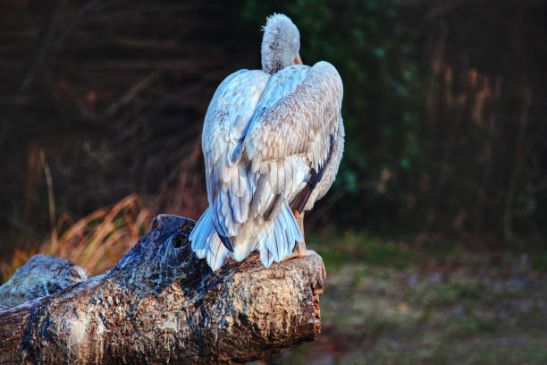 펠리컨 리어 뷰 - freshwater bird animals in the wild feather animal leg 뉴스 사진 이미지