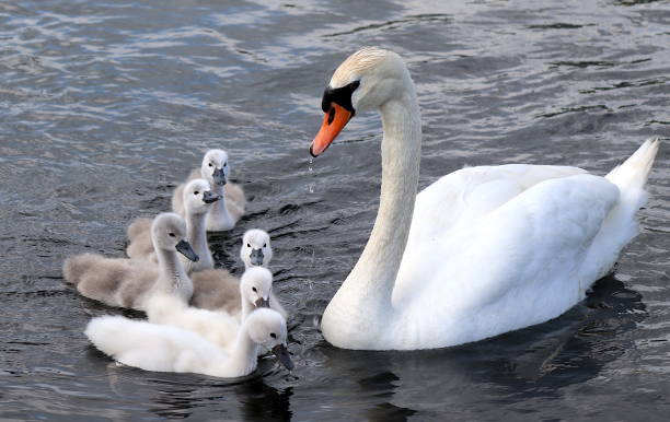 istock Swans and Cygnets in Springtime 1248816508