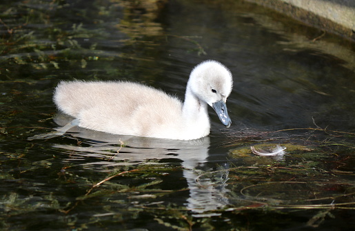 Stunning photos of a pair of swans and their cygnets.  The parents are teaching the babies how to pull up weeds to eat.  Often a cygnet will ride on the mother's back.
