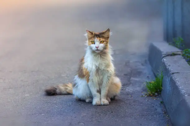 A homeless cat is sitting on the sidewalk. Blurred background