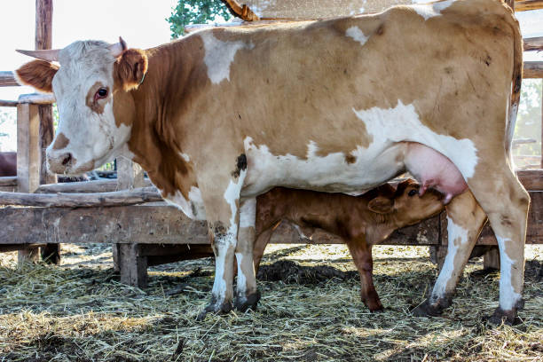 若い子牛は母親からミルクを飲む - domestic cattle calf mother field ストックフォトと画像