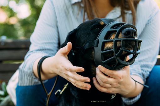 Manos de una mujer poniendo una cesta de bozal de plástico sobre la cara de su perro para evitar que muerda photo