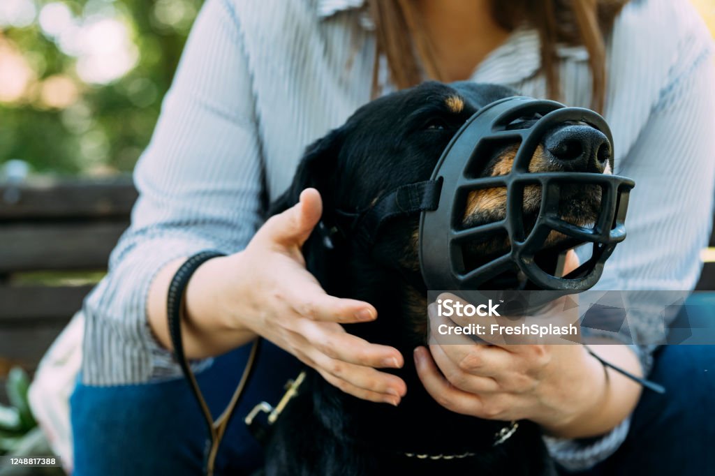 Hands of a Woman Putting a Plastic Muzzle Basket over her Dog's Face to Prevent Him From Biting Dangerous dog: hands of the owner putting a muzzle over a dog's face. Dog Stock Photo