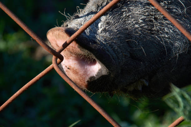 Two white pigs standing next to each other in a pen. One of the pigs is looking at the camera