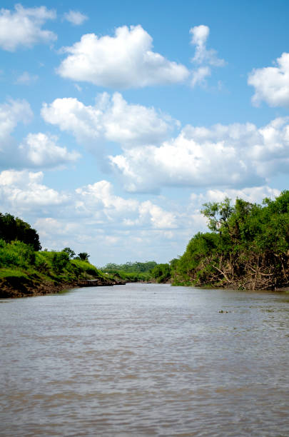 istock beautiful landscape in the amazon river 1248818695