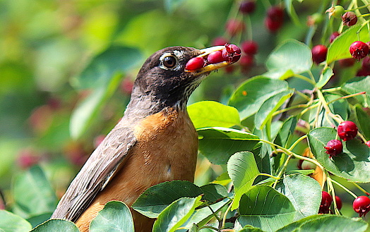 Stunning photo of a robin with four berries stuck in its beak.  It is sitting in a beautiful Mission Berry tree laden with bright red berries.