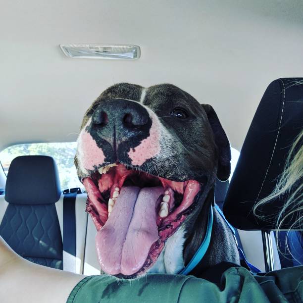 istock Happy dog in car 1248820968
