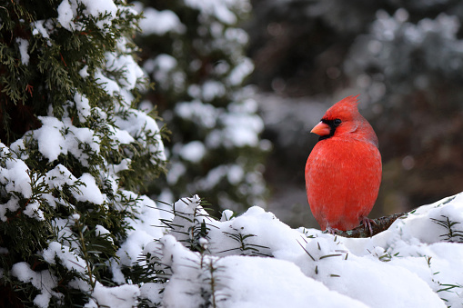 Male Cardinal perched On The Snowy Branch of an Evergreen Tree in Winter