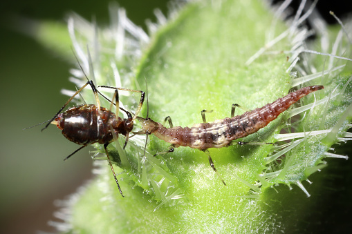 Cherry aphids, black fly on cherry tree. Branch of fruit tree with wrinkled leaves affected by black aphid.