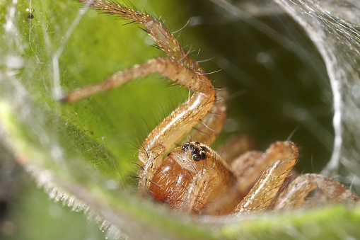 A yellowish-orange spider with large fangs waits in her web for prey