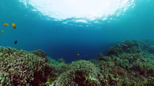 istock Coral reef and tropical fish. Panglao, Philippines 1248823368