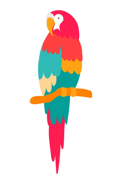 5,815 Funny Parrot Illustrations & Clip Art - iStock | Parrot cartoon, Funny  cat, Talking parrot