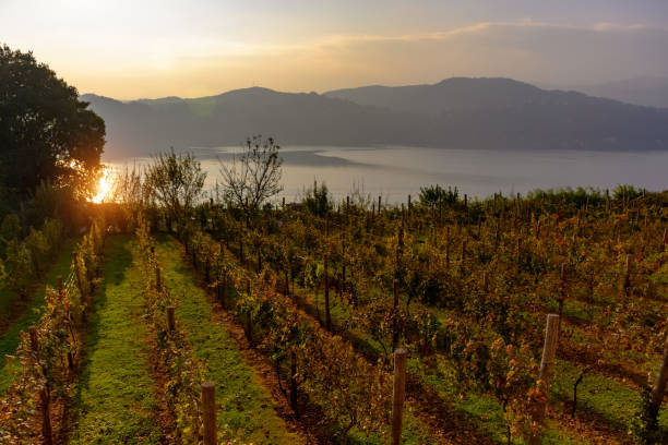 istock A Beautiful Sunset over vineyard overlooking the lake and mountains. 1248826651