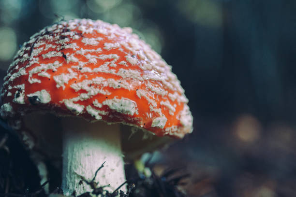istock Wild mushroom growing in wet forest; vintage style 1248826836