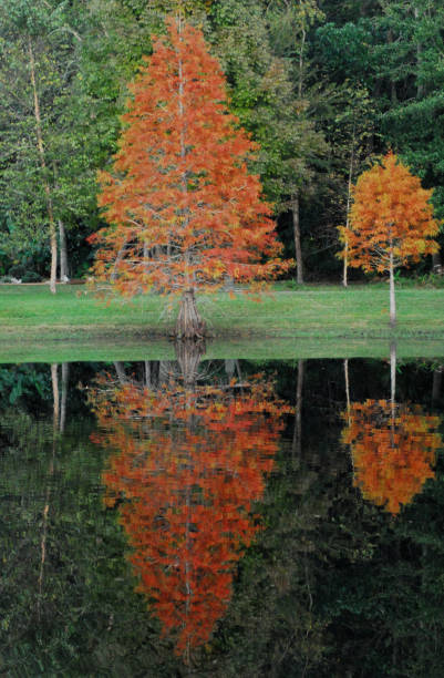 jesień- floryda- pięknie odbite kolorowe liście upadku - refected zdjęcia i obrazy z banku zdjęć